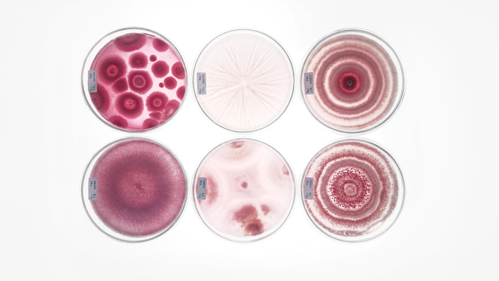 Oral microbiota and baby: why your oral health begins before birth